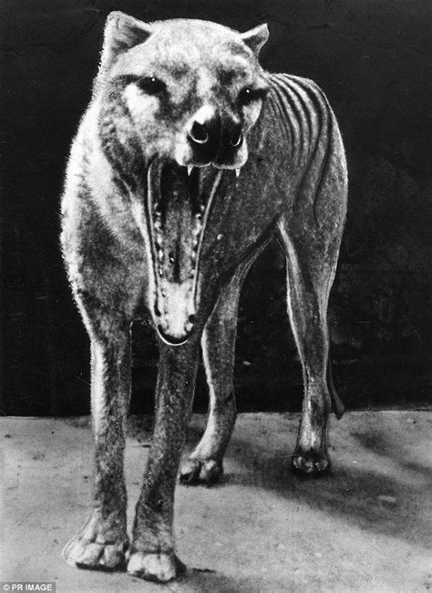 Thylacine - Alchetron, The Free Social Encyclopedia