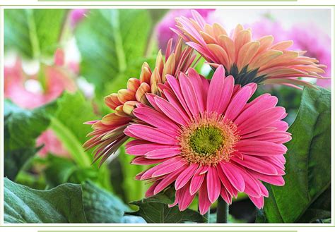 Gerbera Daisy Care Guide: Growing Information, Tips and Meaning ...