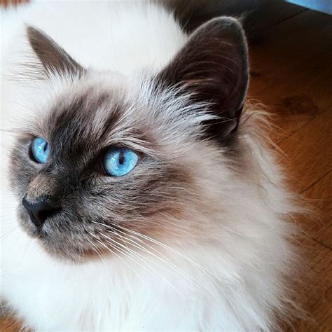 10 Best Cat Breeds With Blue Eyes