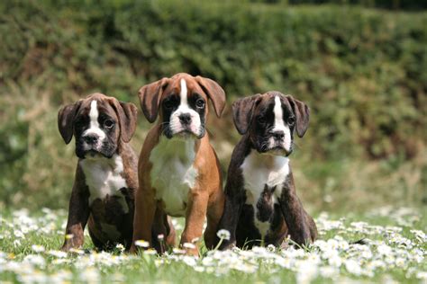 Is The Boxer Dog the Ultimate Family Pet? - MyStart