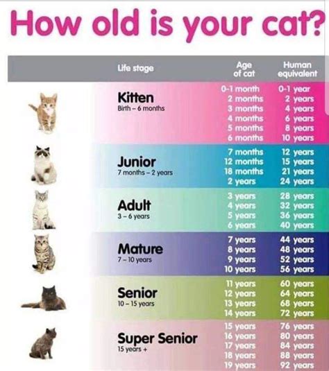 Cat Age Chart : r/coolguides