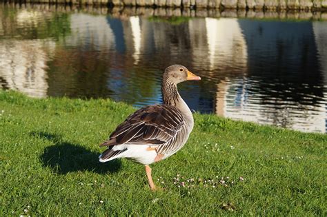 Bird,goose,wild goose,poultry,animal - free image from needpix.com