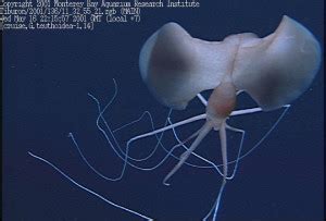 Giant Squid | Deep Sea News