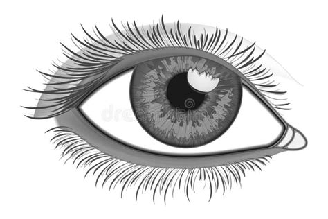 Realistic Eye Close-Up stock vector. Illustration of hand - 59094405