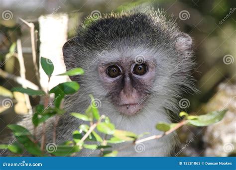 Baby Vervet Monkey Stock Photos - Image: 13281863