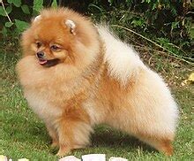 Pomeranian dog - Wikipedia