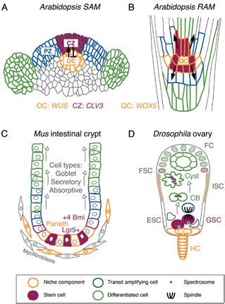 Examples of plant and animal niches. (A) The Arabidopsis shoot apical ...