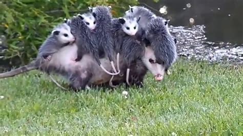 CUTE- Mommy Opossum Carrying her Babies - YouTube