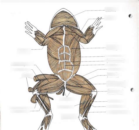 frog dissection ventral view Diagram | Quizlet