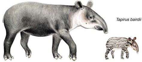 Baird’s Tapir | Tapir Specialist Group