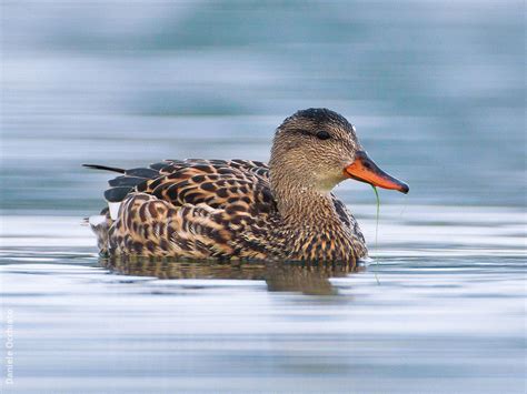 Gadwall | KuwaitBirds.org