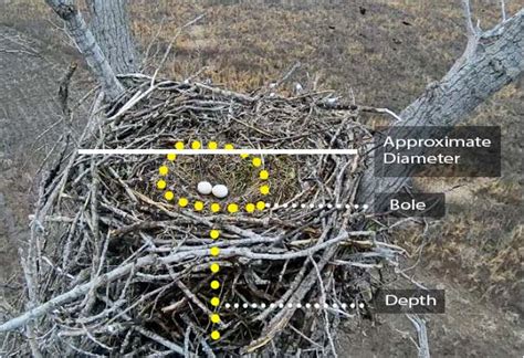 Get to know A Bald Eagle Nest. - Avian Report