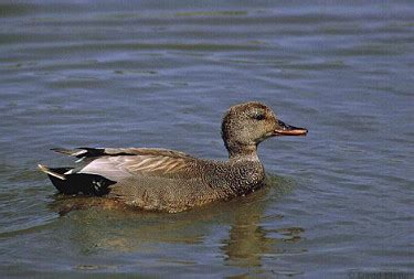 Gadwall - Photos, facts, and identification tips