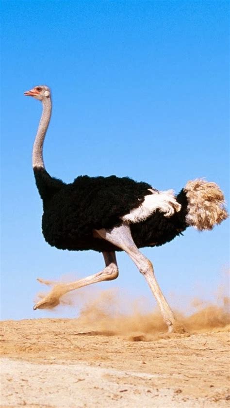 iPhone 5 HQ Wallpapers: Desert Ostrich Running Fast iPhone 5 HQ Wallpaper