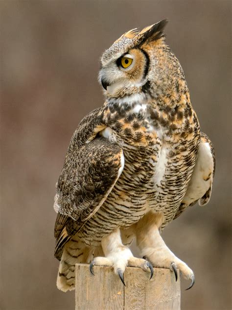 Free photo: Great Horned Owl - Amber, Hunter, Watching - Free Download ...