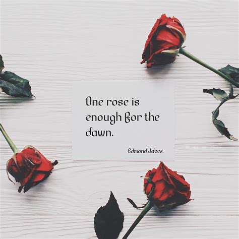 Beautiful Quotes Rose Flower - ShortQuotes.cc