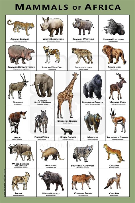 Exotic Animals Names List