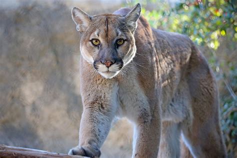 Mountain Lion Facts: Animals Of North America - WorldAtlas