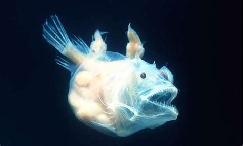 10 Incredible Anglerfish Facts