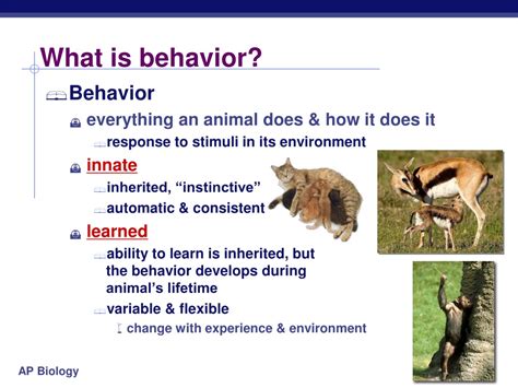 Examples Of Animal Behavior