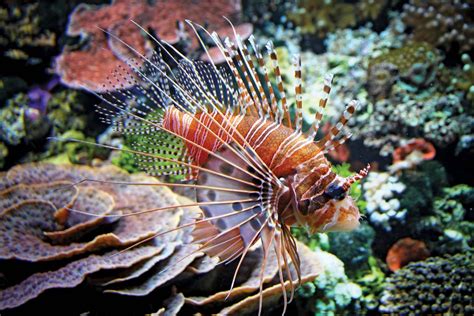 Red lionfish | fish | Britannica