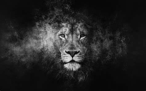 Black Lion Wallpapers on WallpaperDog