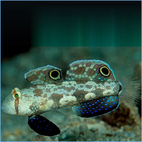 Two-Spotted Goby | Pete's Aquariums & Fish