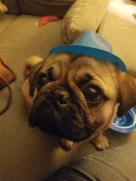 Pug in hat : pugs