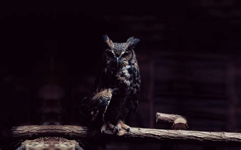 Night Owl Wallpapers - Top Free Night Owl Backgrounds - WallpaperAccess