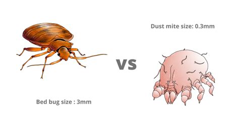 The Difference Between Bed Bugs and Dust Mites - Stuff4Homes