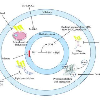 Action of iron chelators targeting PD. All iron chelators mop up excess ...