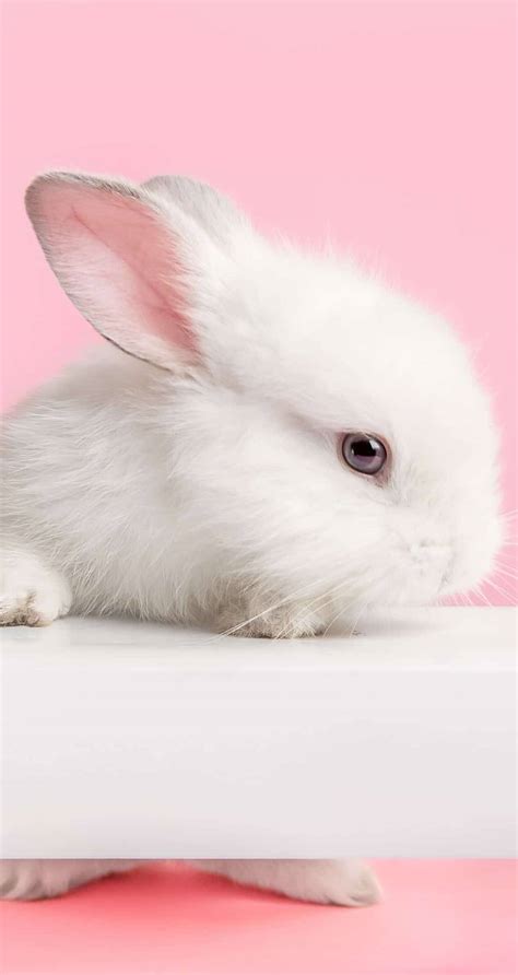 Download Charming White Bunny on Pink - iPhone Wallpaper Wallpaper ...