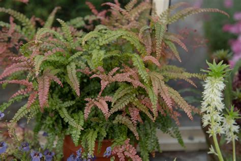 Maidenhair fern: care, location & toxicity - Plantura