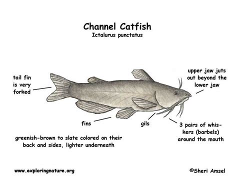 Catfish Anatomy Diagram