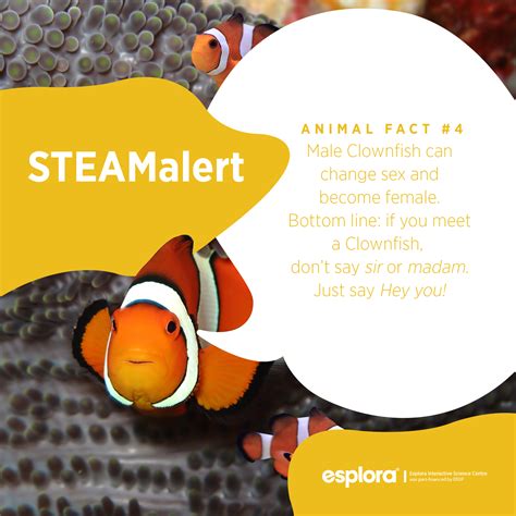 Animal Facts: The Clownfish - Esplora