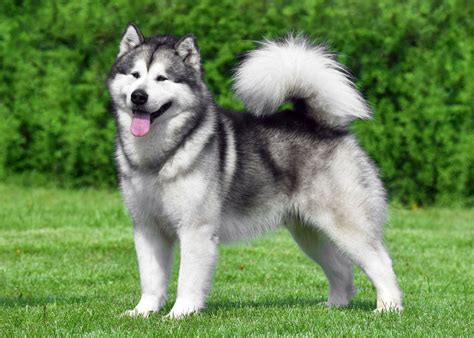 Not my picture but is this a husky or malamute? : r/husky