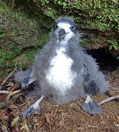 Hawaiian Petrel - Pterodroma sandwichensis - Species Information and Photos