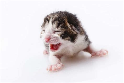 How Long Do Kittens Cry For Their Mother? (Prepared To Be Moved ...