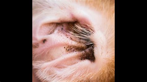 Ear Mites In Dogs