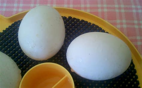 The Beginners Guide to Hatching Duck Eggs - Fresh Eggs Daily® with Lisa ...