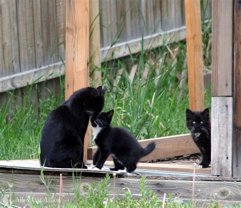 Black Cat And Her Kittens : Black Cat Names From Ebony To Twilight ...