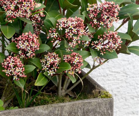 Best shrubs for containers: 12 shrubs to impress in pots | Homes & Gardens