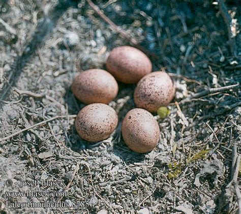 birds eggs nests Falco tinnunculus Kestrel Turmfalke