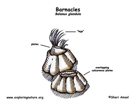 Barnacle (Balanus)