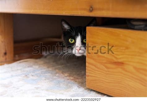 Shy Blackwhite Cat Hiding Under Bed Stock Photo 2223102927 | Shutterstock