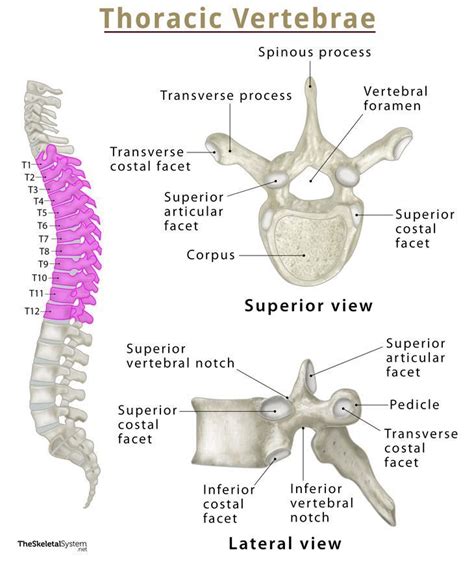 Thoracic Region Anatomy