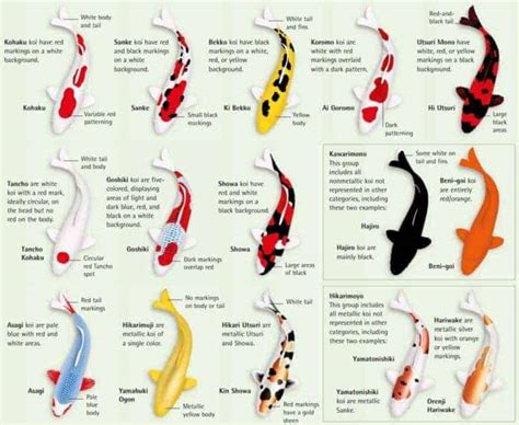 koi types and prices Koi fish types varieties characteristics carp pond ...