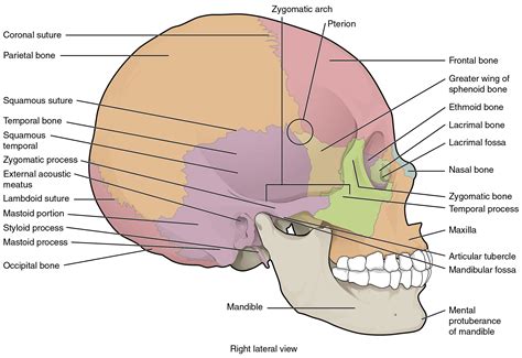 The Skull · Anatomy and Physiology