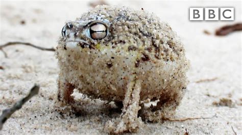 A tiny angry squeaking Frog 🐸 | Super Cute Animals – BBC ...