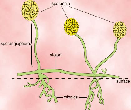 OH93 Independent study on FUNGI: Zygomycetes